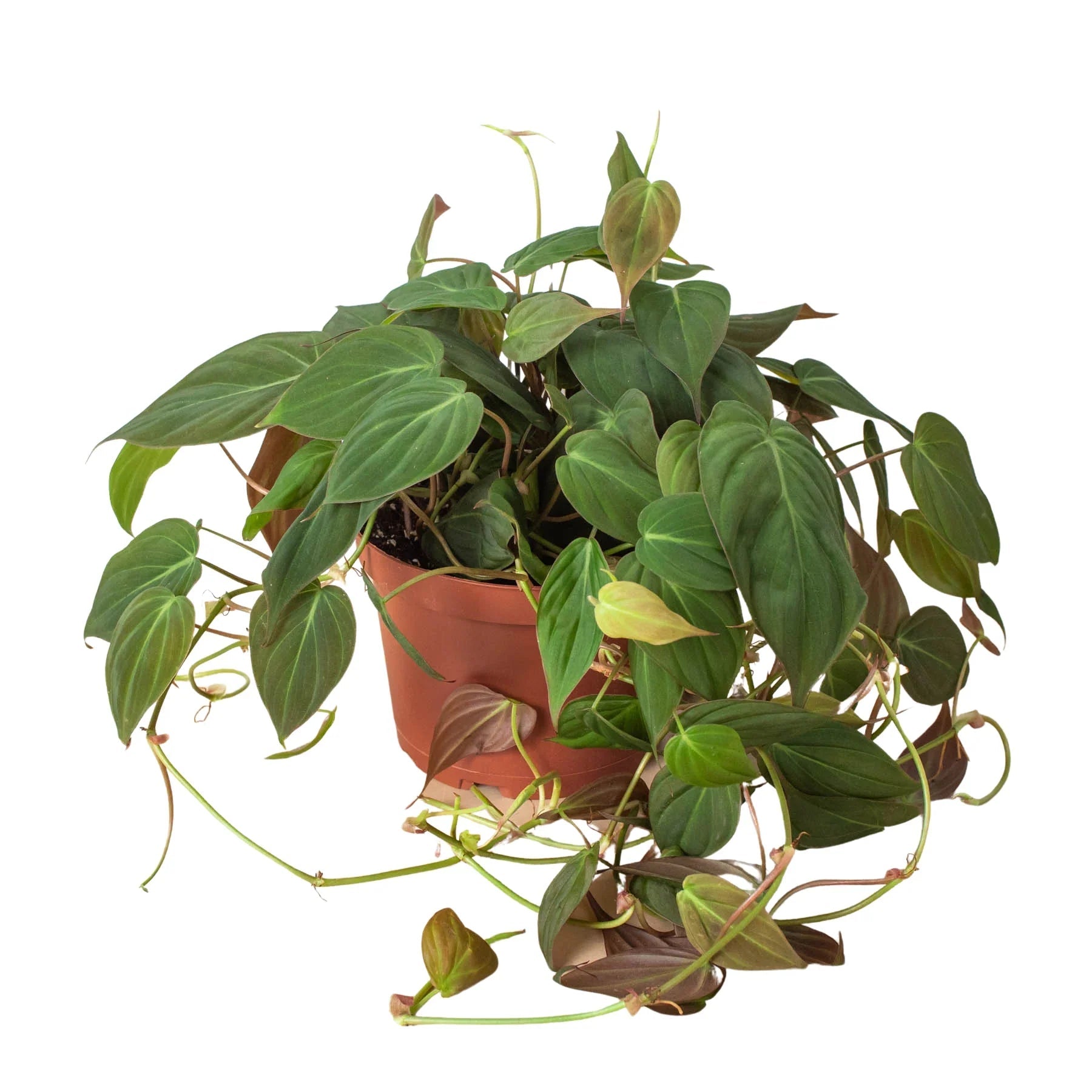 Velvet Philodendron Micans Live Indoor Plant (Philodendron hederaceum micans), Easy Care Trailing Houseplant for Home and Office Decor - Planty Love Co