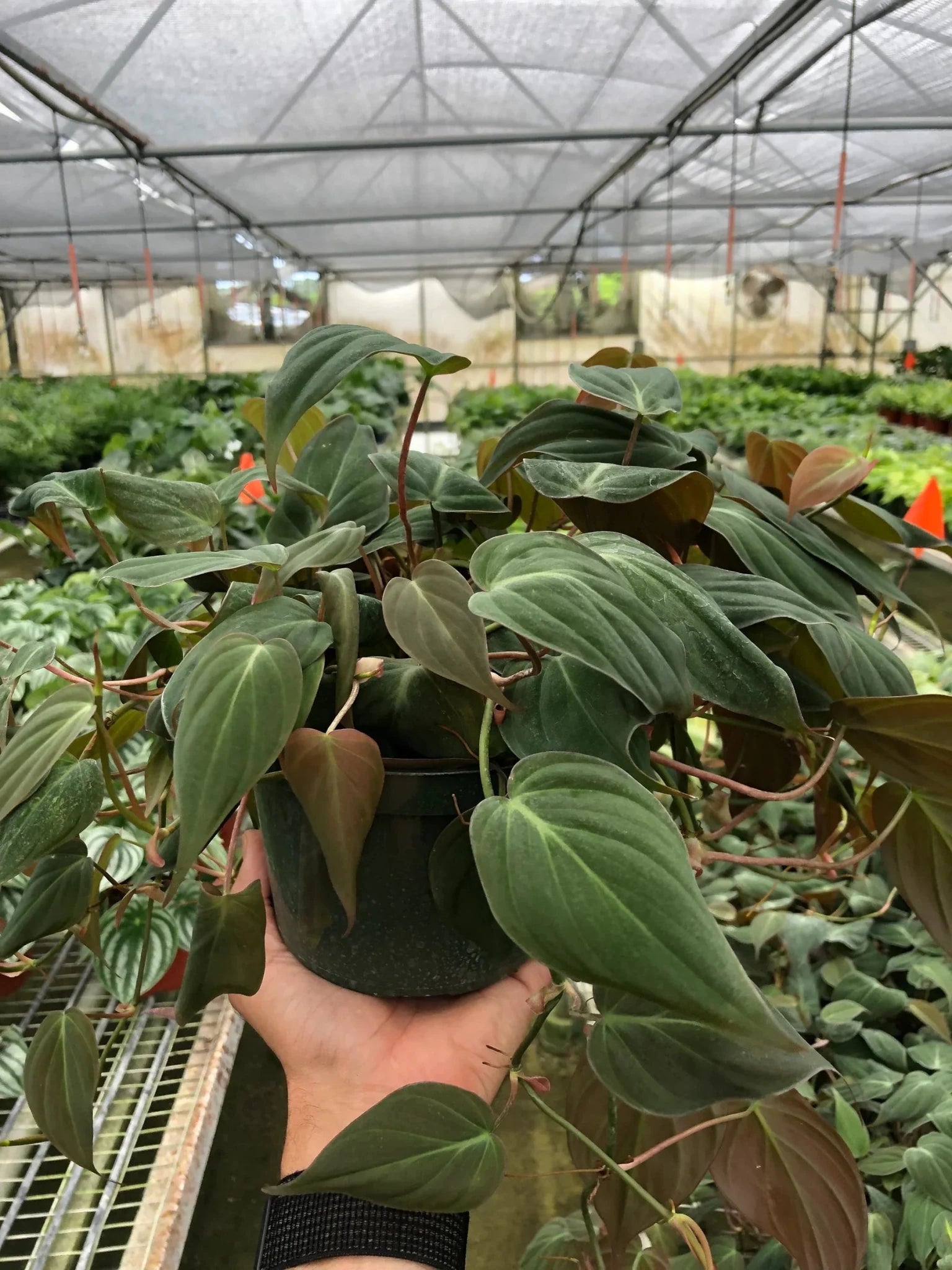 Velvet Philodendron Micans Live Indoor Plant (Philodendron hederaceum micans), Easy Care Trailing Houseplant for Home and Office Decor - Planty Love Co