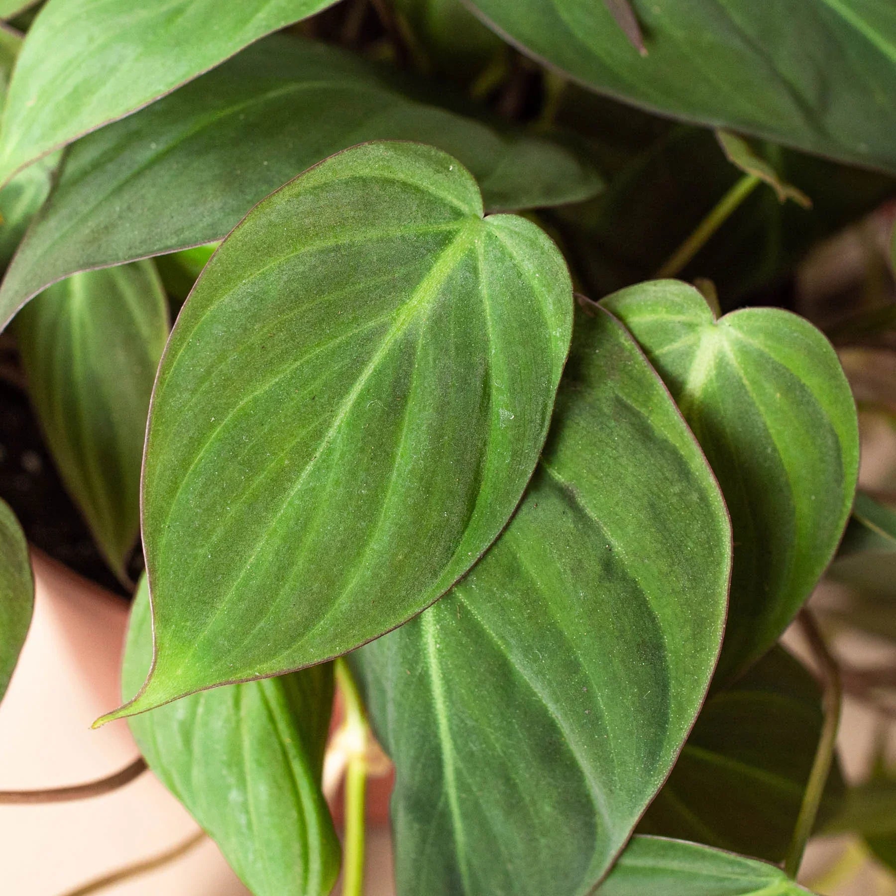 Velvet Philodendron Micans Live Indoor Plant (Philodendron hederaceum micans), Easy Care Trailing Houseplant for Home and Office Decor - Planty Love Co