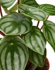 Watermelon Peperomia (Peperomia argyreia)