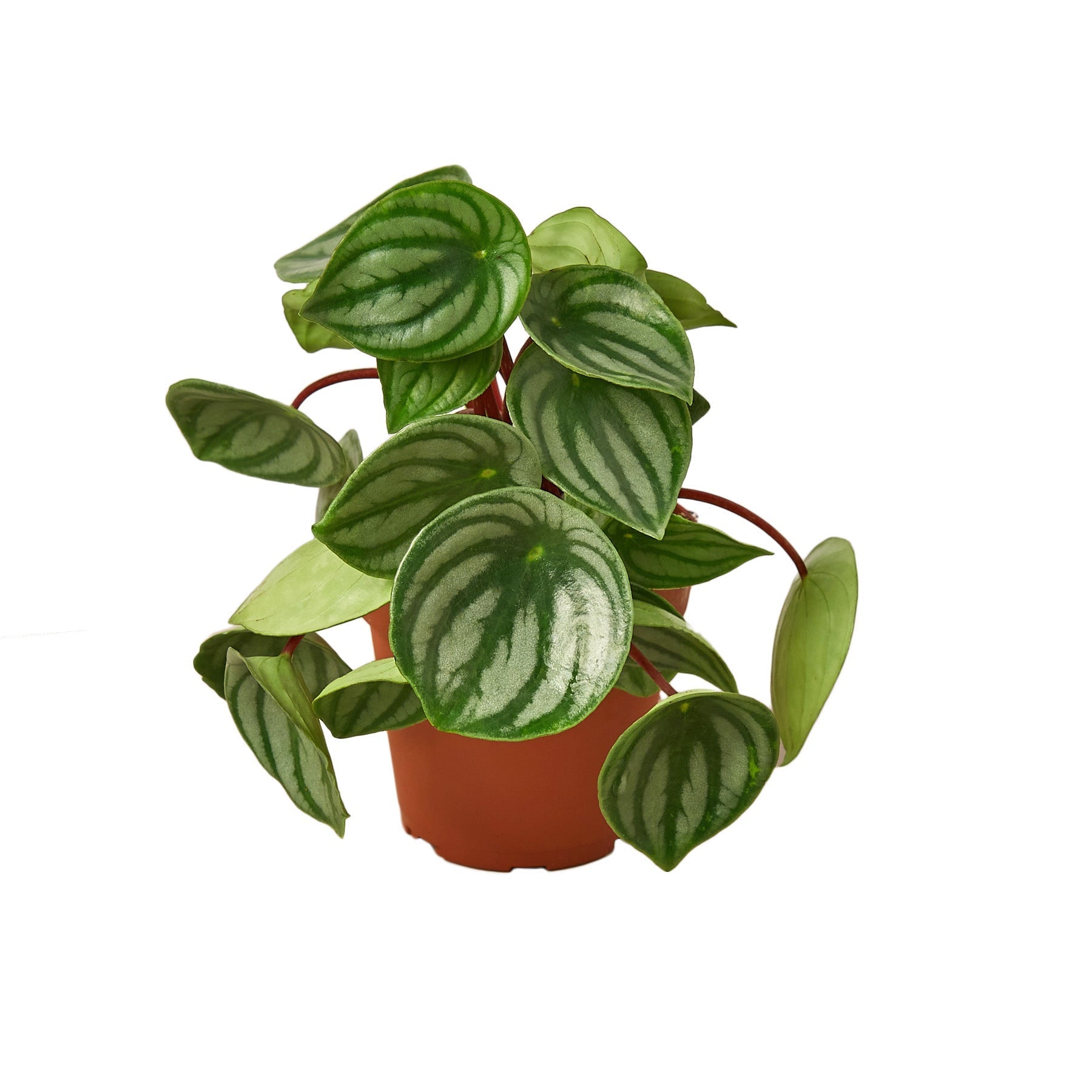 Watermelon Peperomia Live Indoor Plant (Peperomia argyreia), Easy Care Compact Foliage Houseplant for Home and Office Decor - Planty Love Co