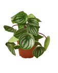 Watermelon Peperomia (Peperomia argyreia)