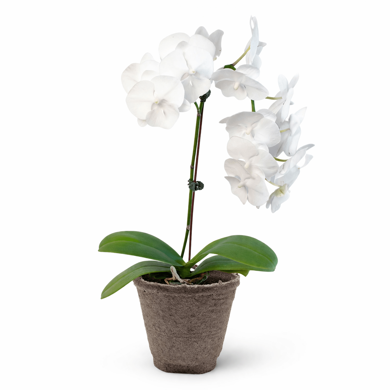 White Phalaenopsis Orchid (Phalaenopsis)