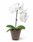 White Phalaenopsis Orchid (Phalaenopsis)