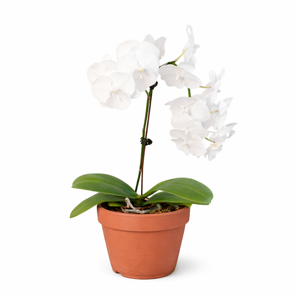 White Phalaenopsis Orchid (Phalaenopsis)