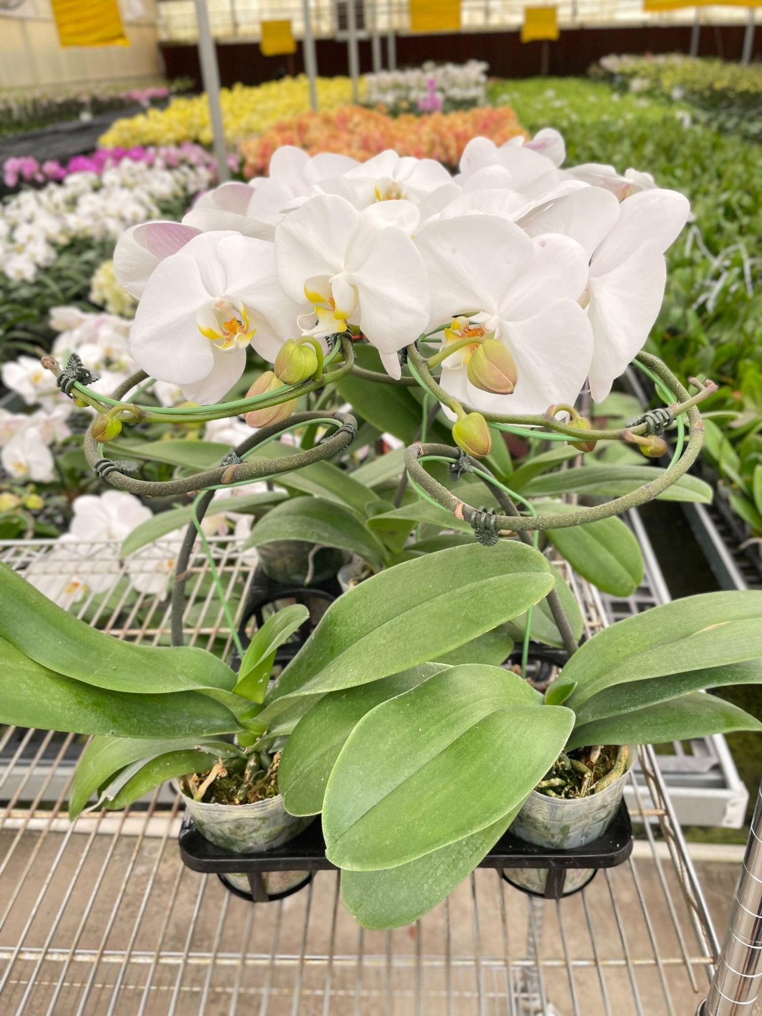 White Phalaenopsis Orchid Live Indoor Plant (Phalaenopsis), Easy Care Blooming Houseplant for Home and Office Decor - Planty Love Co