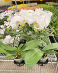 White Phalaenopsis Orchid (Phalaenopsis)