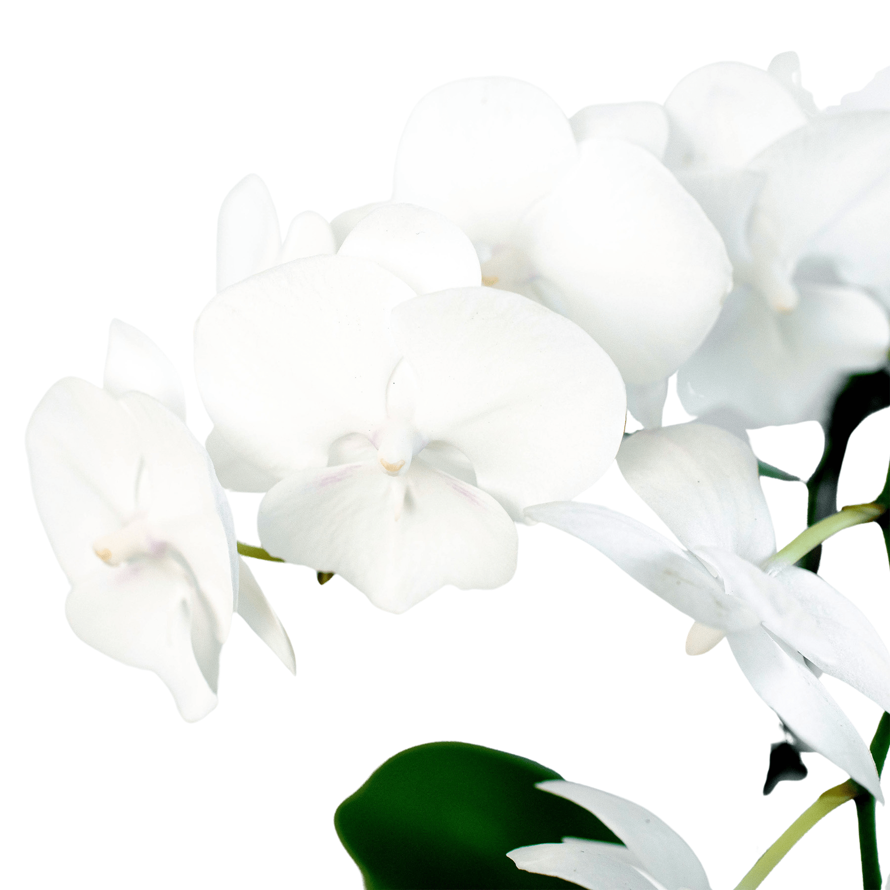 White Phalaenopsis Orchid Live Indoor Plant (Phalaenopsis), Easy Care Blooming Houseplant for Home and Office Decor - Planty Love Co