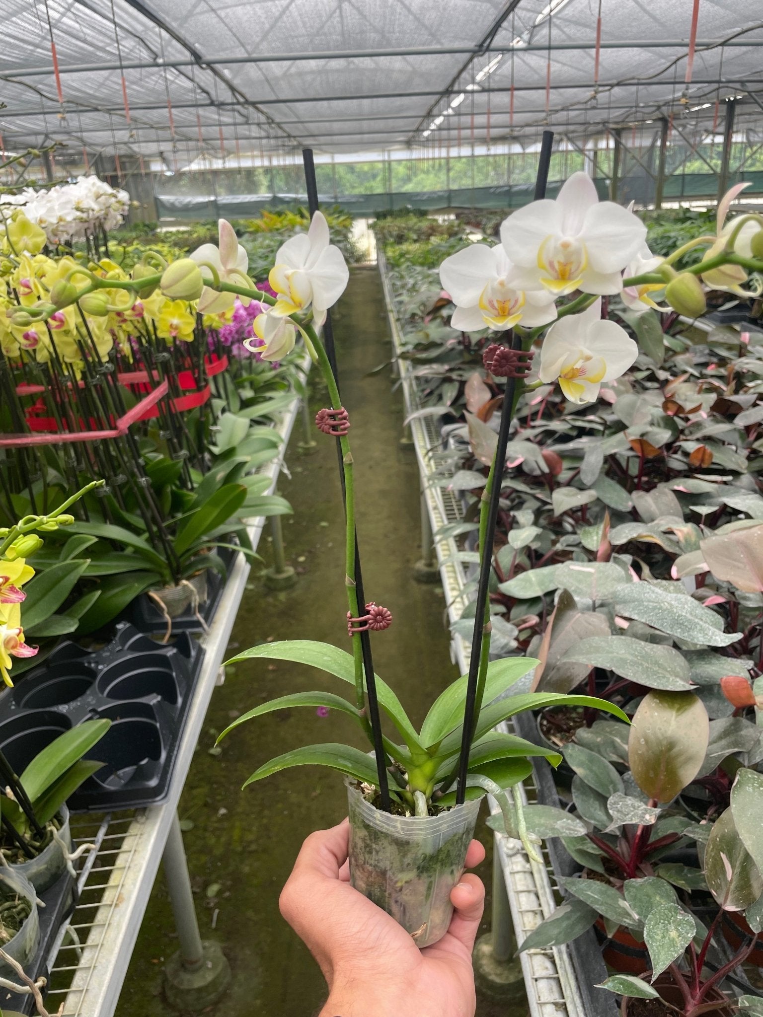 White Phalaenopsis Orchid Live Indoor Plant (Phalaenopsis), Easy Care Blooming Houseplant for Home and Office Decor - Planty Love Co