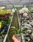 White Phalaenopsis Orchid (Phalaenopsis)