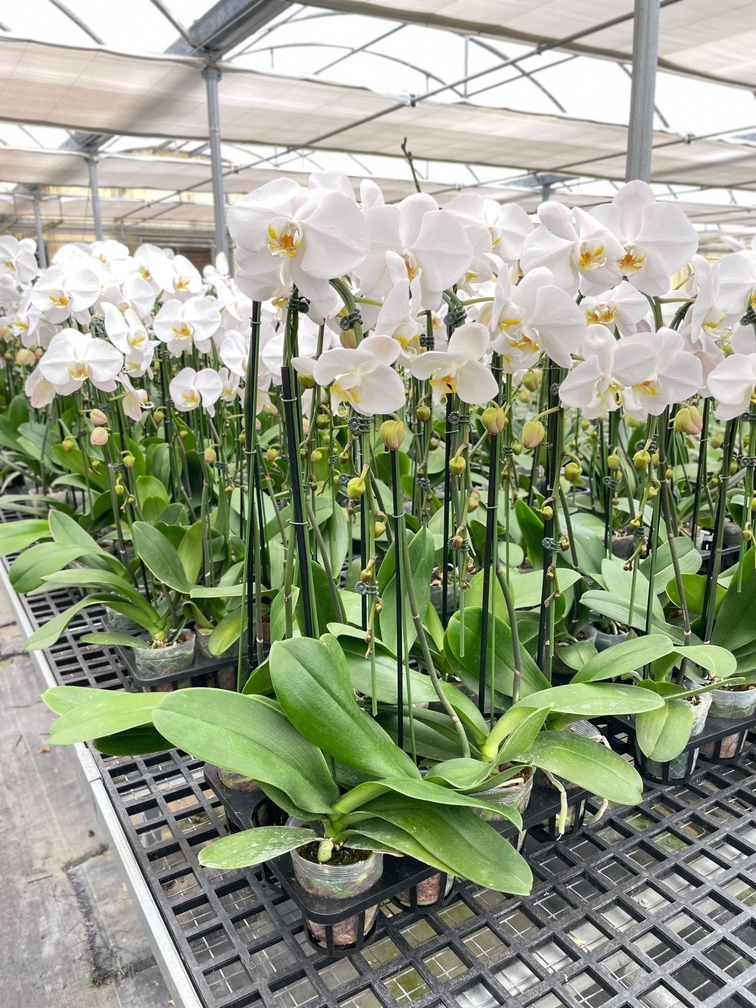 White Phalaenopsis Orchid Live Indoor Plant (Phalaenopsis), Easy Care Blooming Houseplant for Home and Office Decor - Planty Love Co