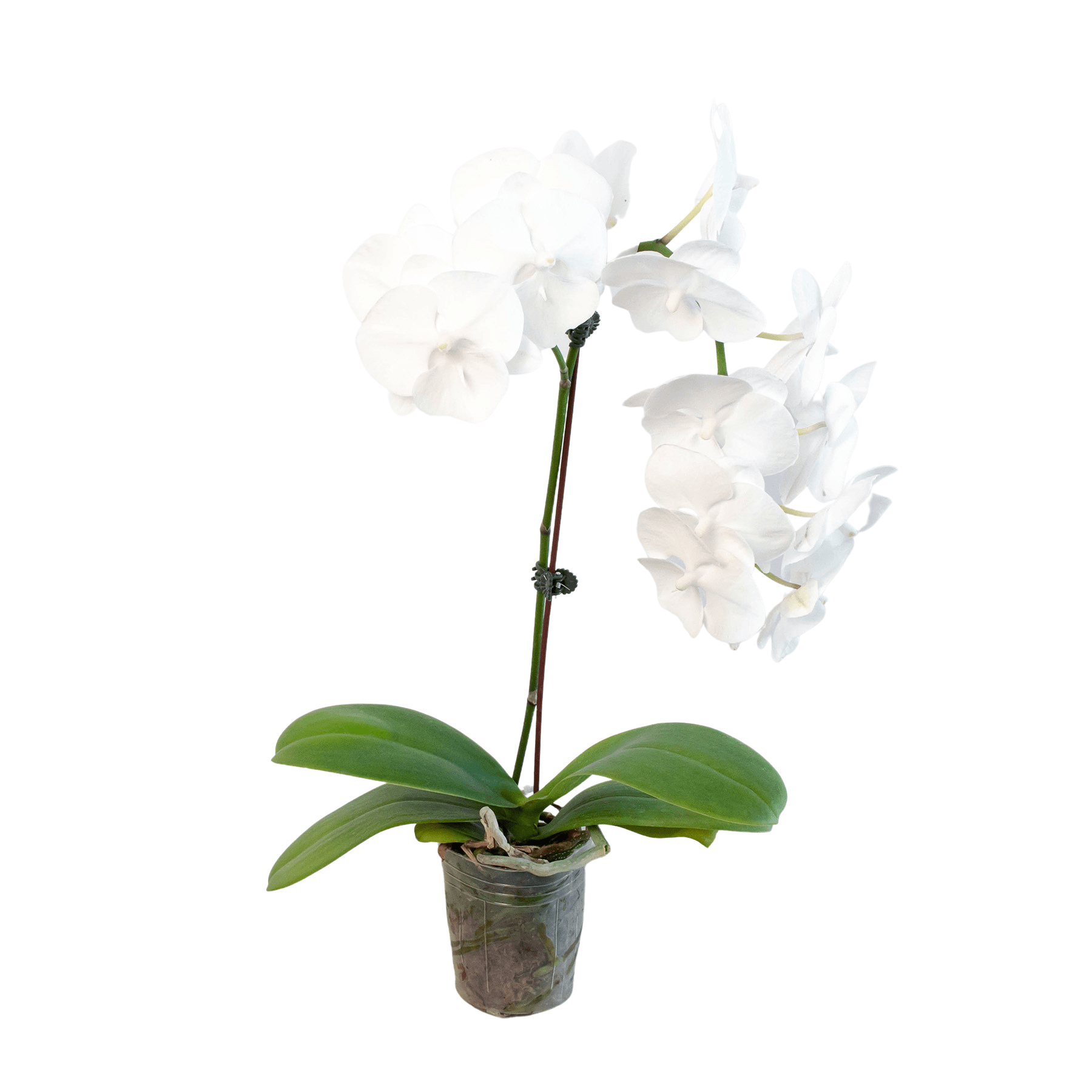 White Phalaenopsis Orchid Live Indoor Plant (Phalaenopsis), Easy Care Blooming Houseplant for Home and Office Decor - Planty Love Co