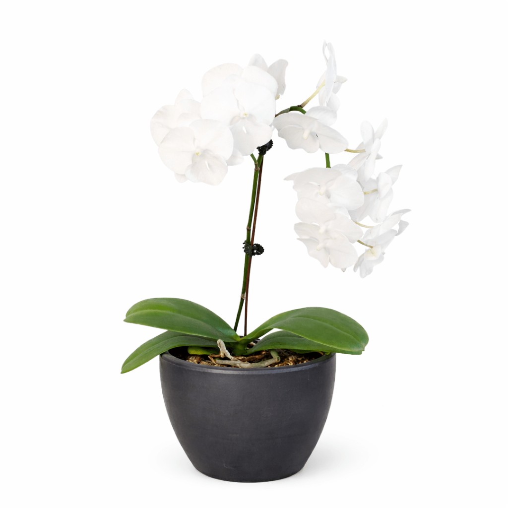 White Phalaenopsis Orchid (Phalaenopsis)