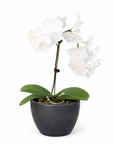 White Phalaenopsis Orchid (Phalaenopsis)