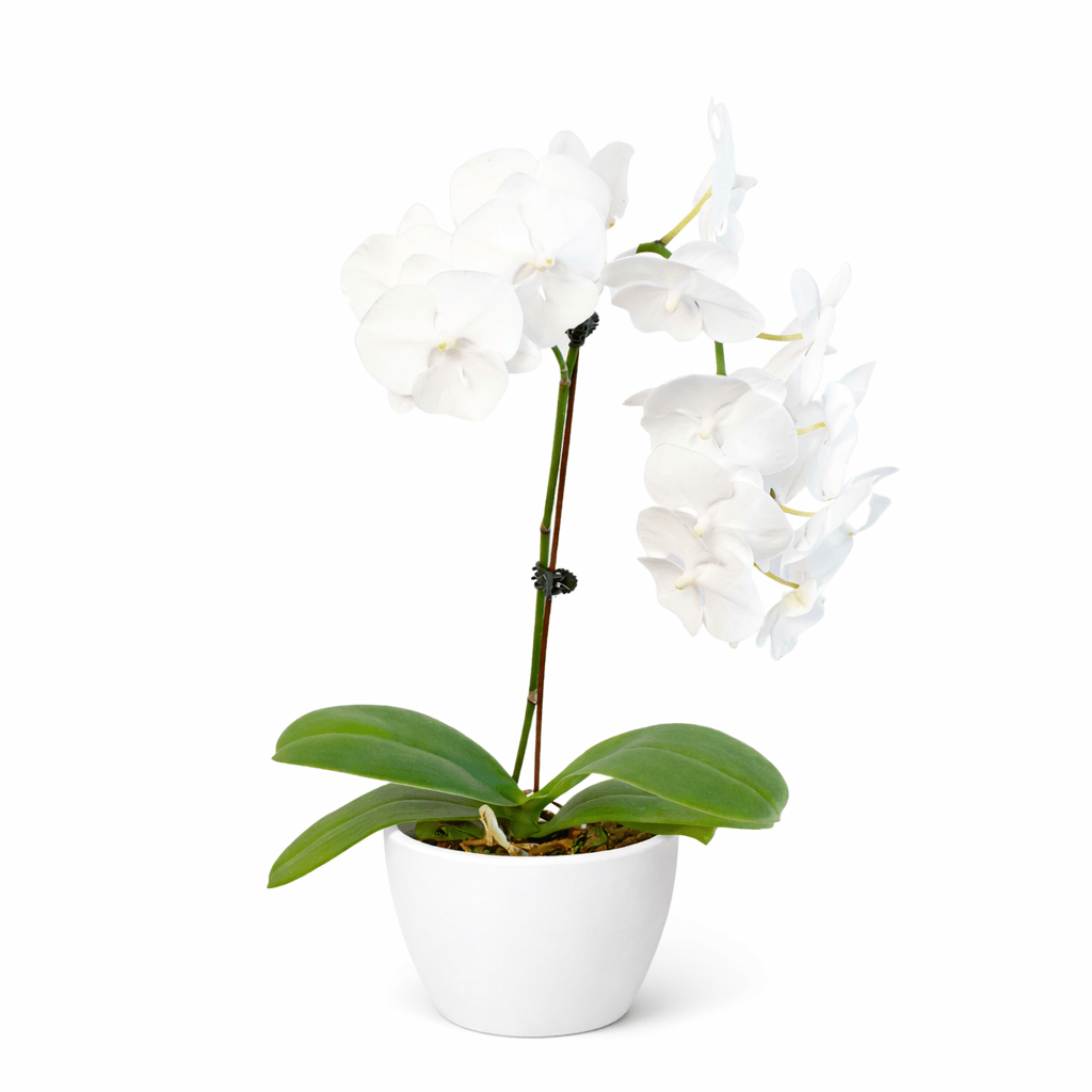 White Phalaenopsis Orchid (Phalaenopsis)
