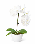 White Phalaenopsis Orchid (Phalaenopsis)