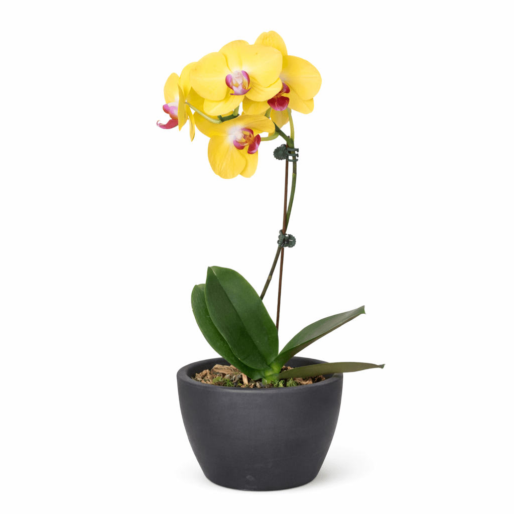 Yellow Phalaenopsis Orchid Live Indoor Plant (Phalaenopsis), Easy Care Blooming Houseplant for Home and Office Decor - Planty Love Co