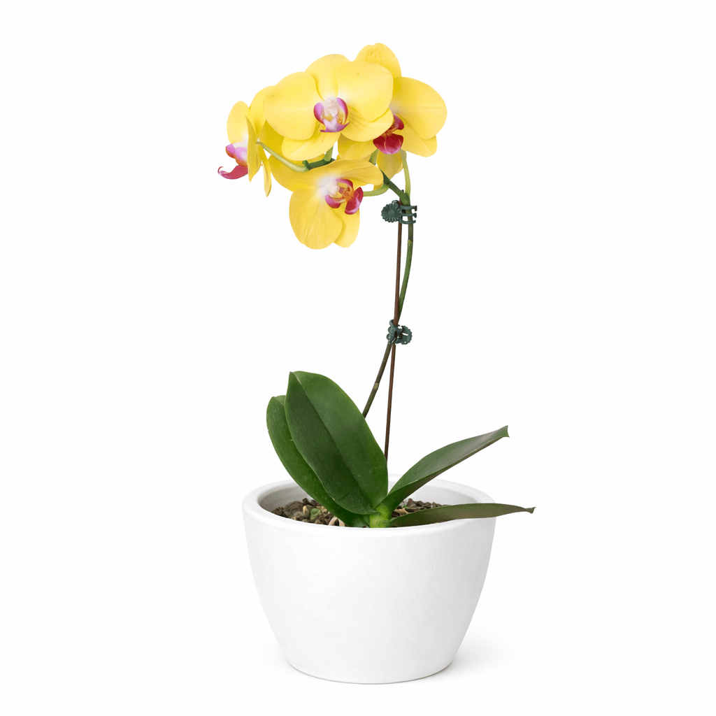 Yellow Phalaenopsis Orchid (Phalaenopsis)