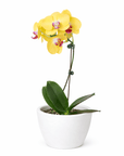 Yellow Phalaenopsis Orchid (Phalaenopsis)