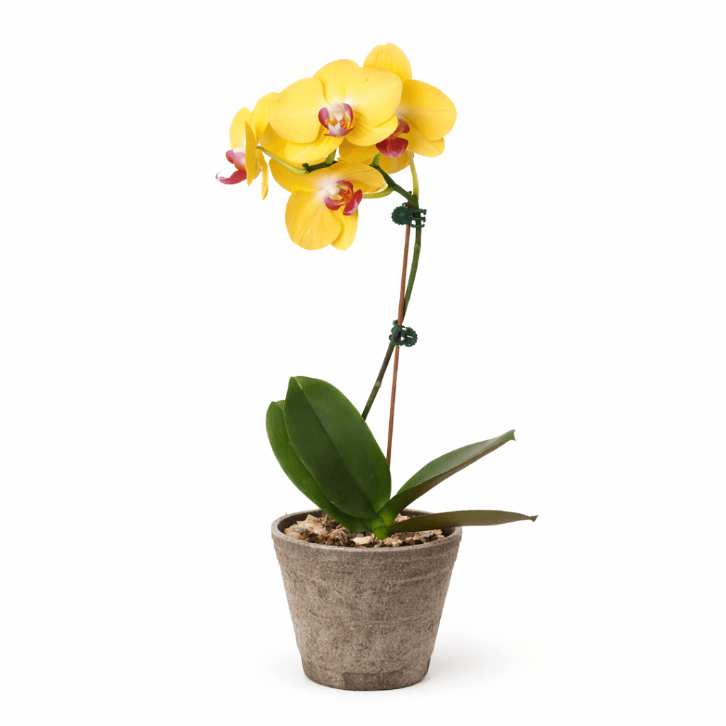 Yellow Phalaenopsis Orchid (Phalaenopsis)