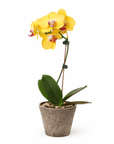 Yellow Phalaenopsis Orchid (Phalaenopsis)