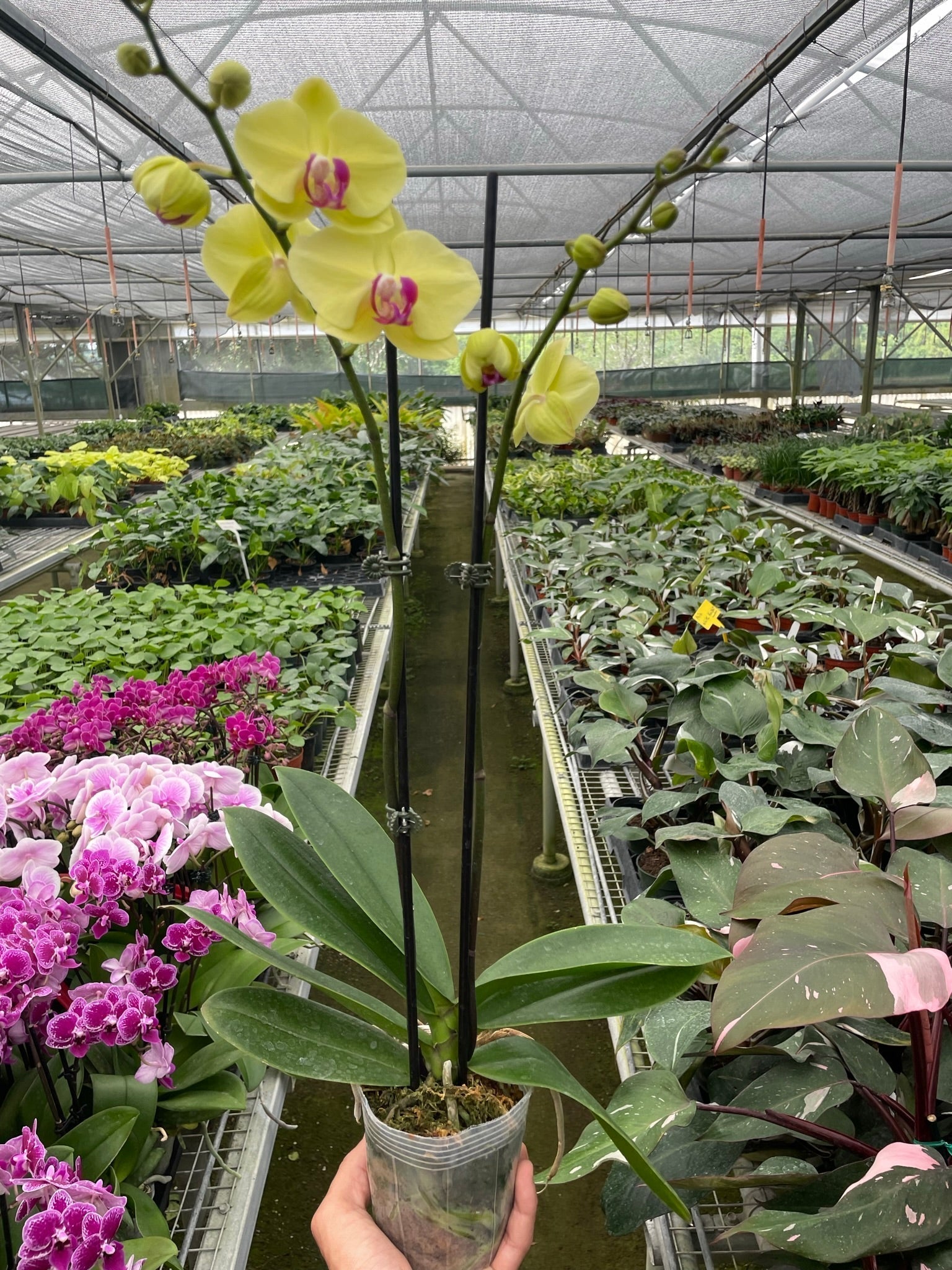 Yellow Phalaenopsis Orchid Live Indoor Plant (Phalaenopsis), Easy Care Blooming Houseplant for Home and Office Decor - Planty Love Co