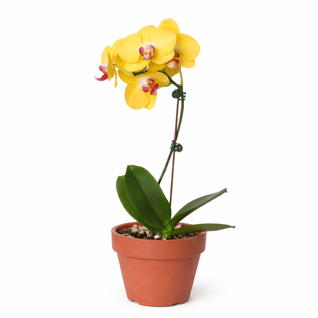 Yellow Phalaenopsis Orchid Live Indoor Plant (Phalaenopsis), Easy Care Blooming Houseplant for Home and Office Decor - Planty Love Co
