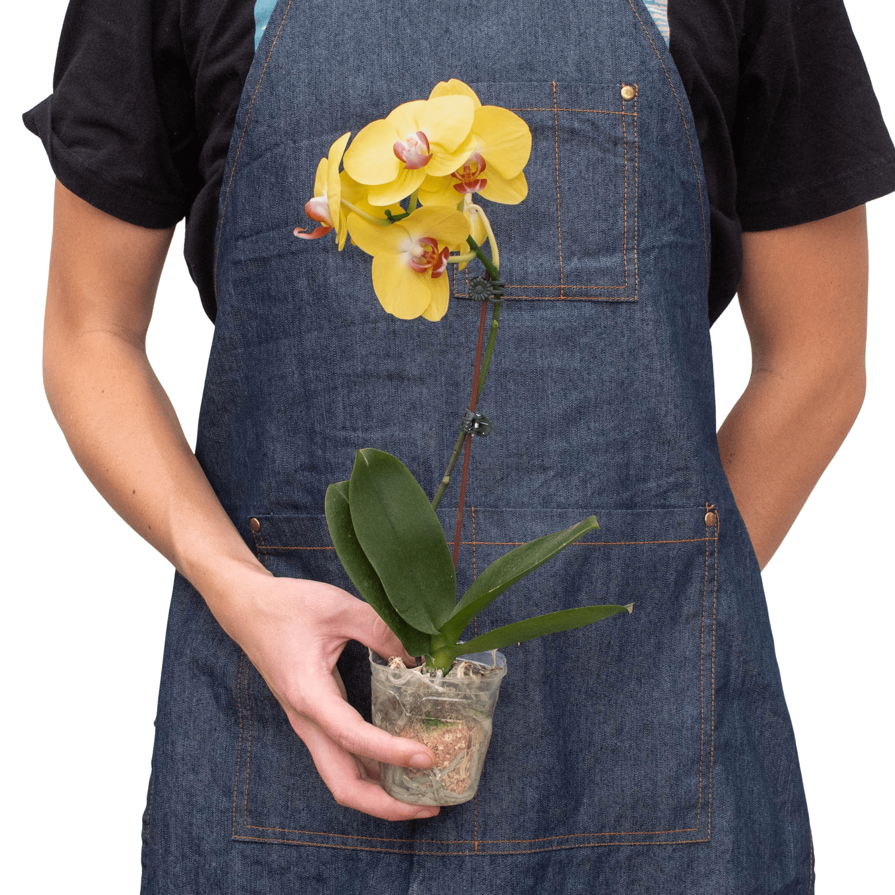 Yellow Phalaenopsis Orchid Live Indoor Plant (Phalaenopsis), Easy Care Blooming Houseplant for Home and Office Decor - Planty Love Co