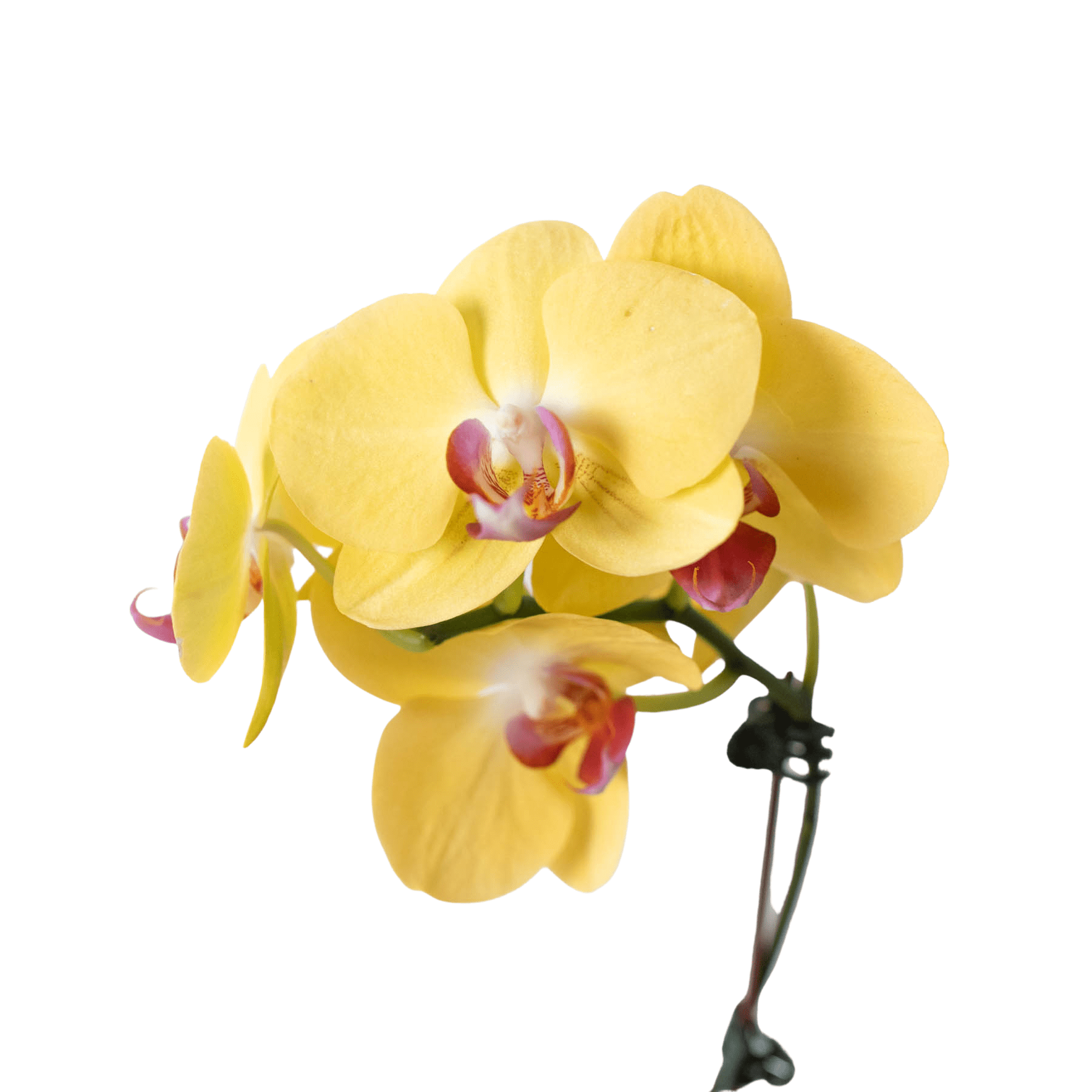 Yellow Phalaenopsis Orchid Live Indoor Plant (Phalaenopsis), Easy Care Blooming Houseplant for Home and Office Decor - Planty Love Co