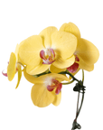 Yellow Phalaenopsis Orchid (Phalaenopsis)