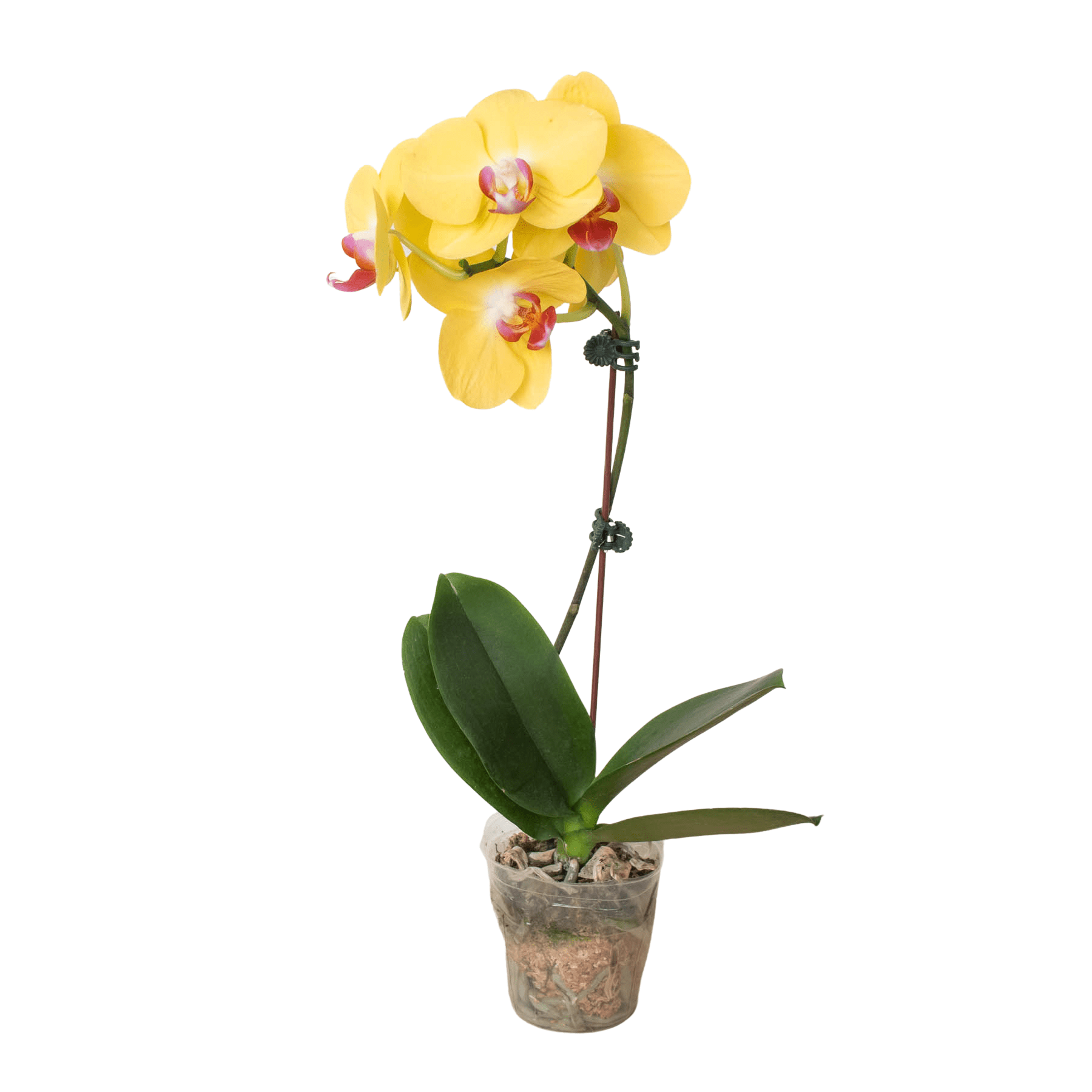 Yellow Phalaenopsis Orchid Live Indoor Plant (Phalaenopsis), Easy Care Blooming Houseplant for Home and Office Decor - Planty Love Co