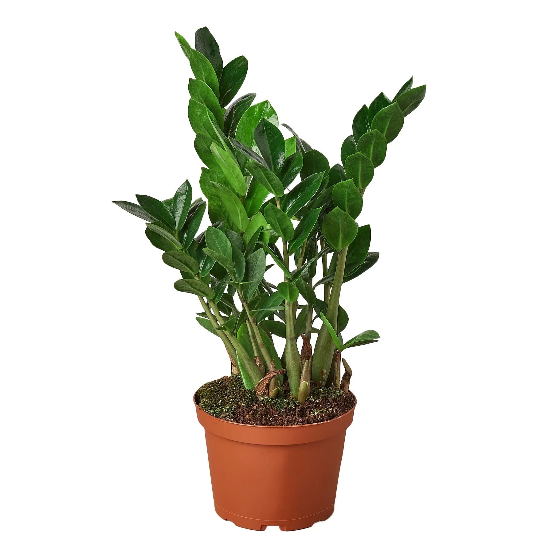 Zamioculcas Zamiifolia ZZ - Planty Love Co