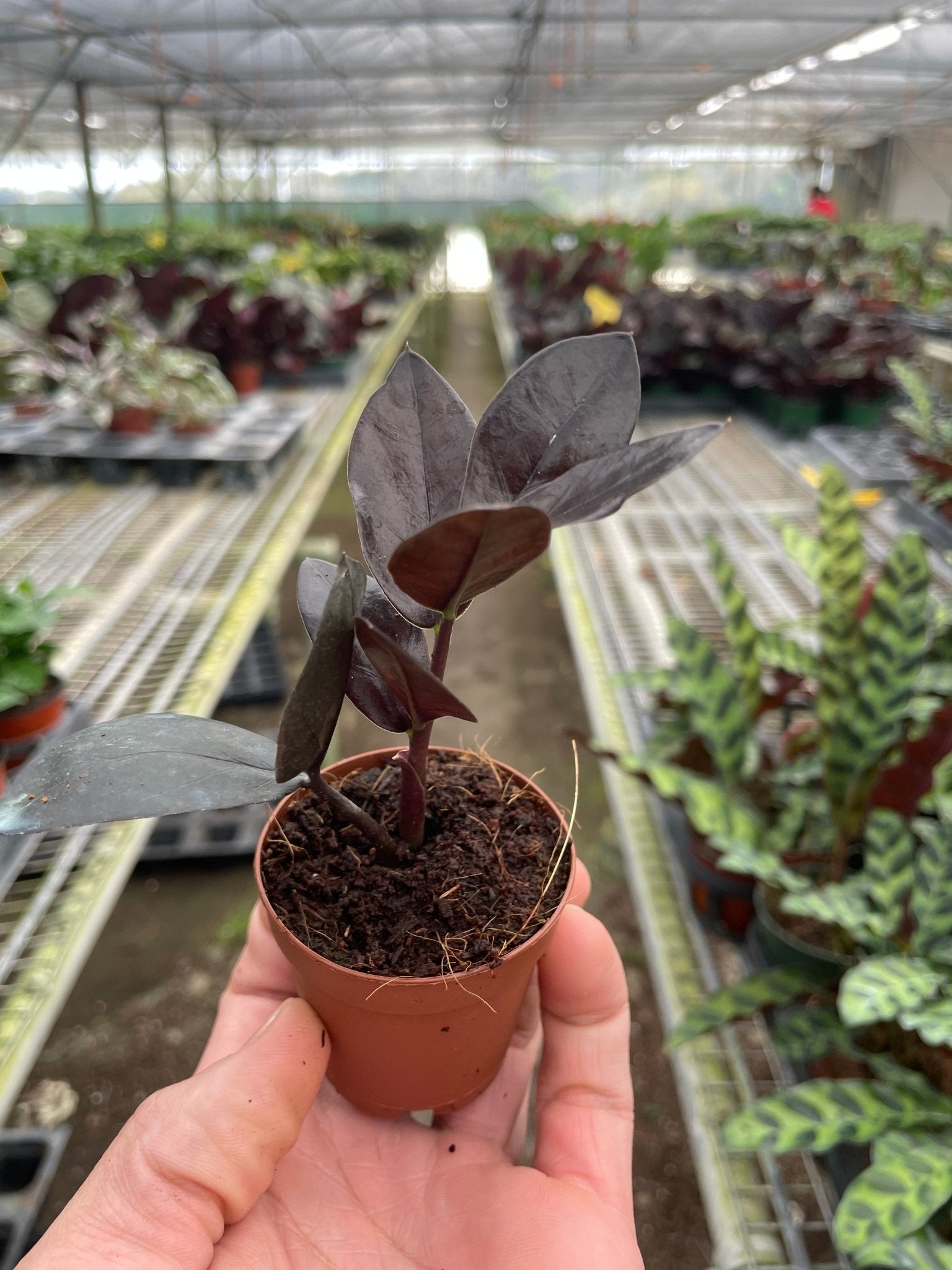 ZZ Zamioculcas 'Black Queen' - Planty Love Co