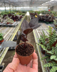 ZZ Zamioculcas 'Black Queen' - Planty Love Co