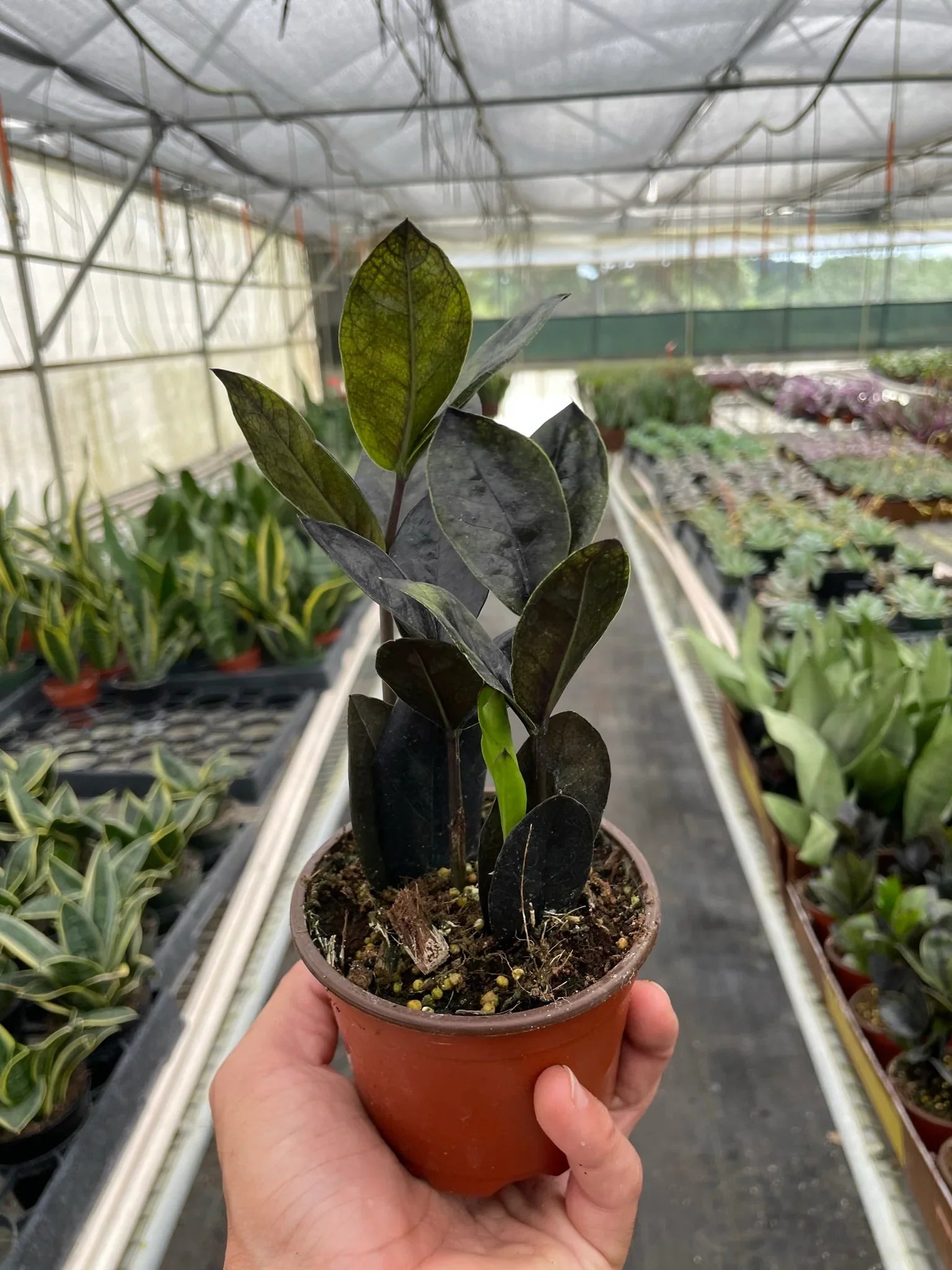 ZZ Zamioculcas 'Black Queen' - Planty Love Co