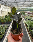 ZZ Zamioculcas 'Black Queen' - Planty Love Co