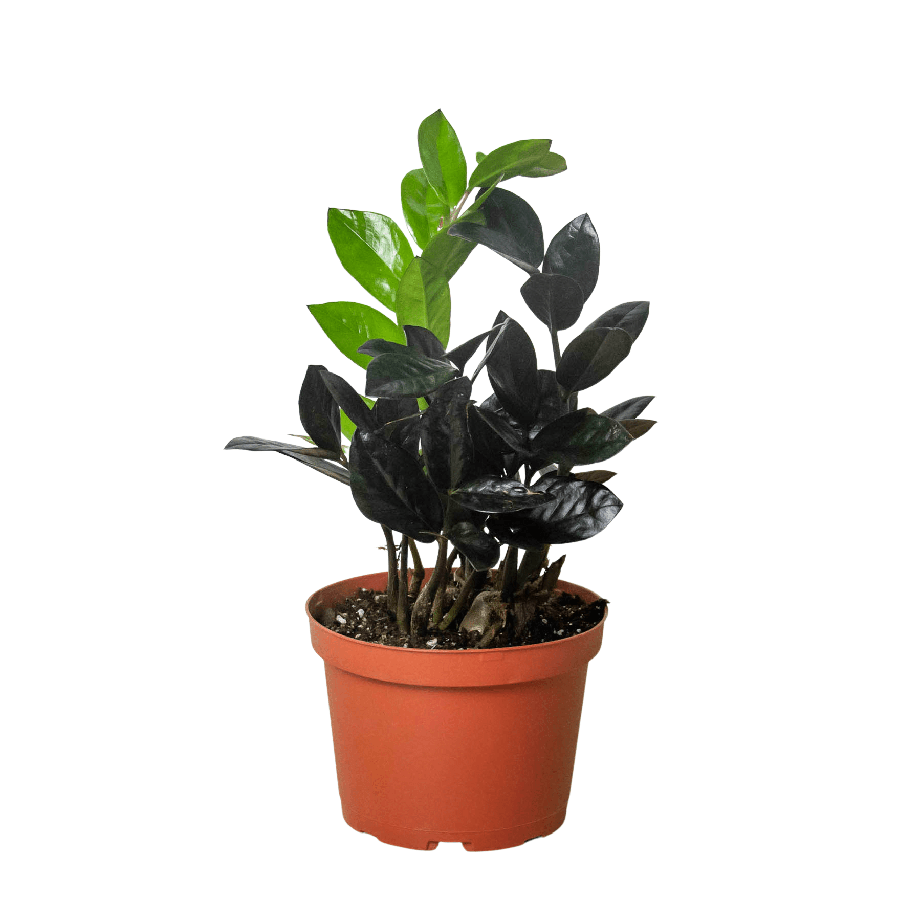 ZZ Zamioculcas 'Black Queen' - Planty Love Co