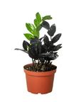 ZZ Zamioculcas 'Black Queen' - Planty Love Co