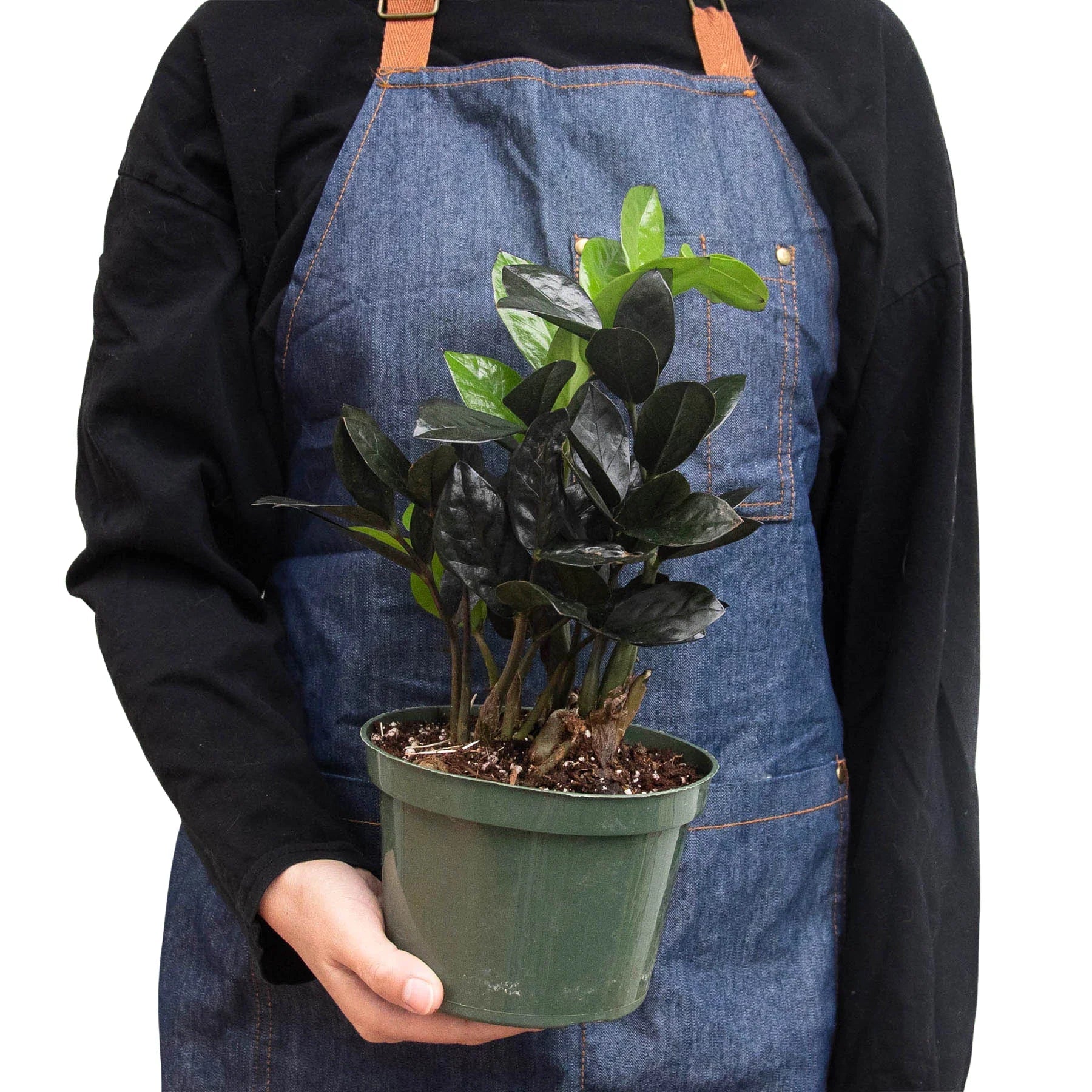 ZZ Zamioculcas 'Black Queen' - Planty Love Co