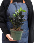 ZZ Zamioculcas 'Black Queen' - Planty Love Co