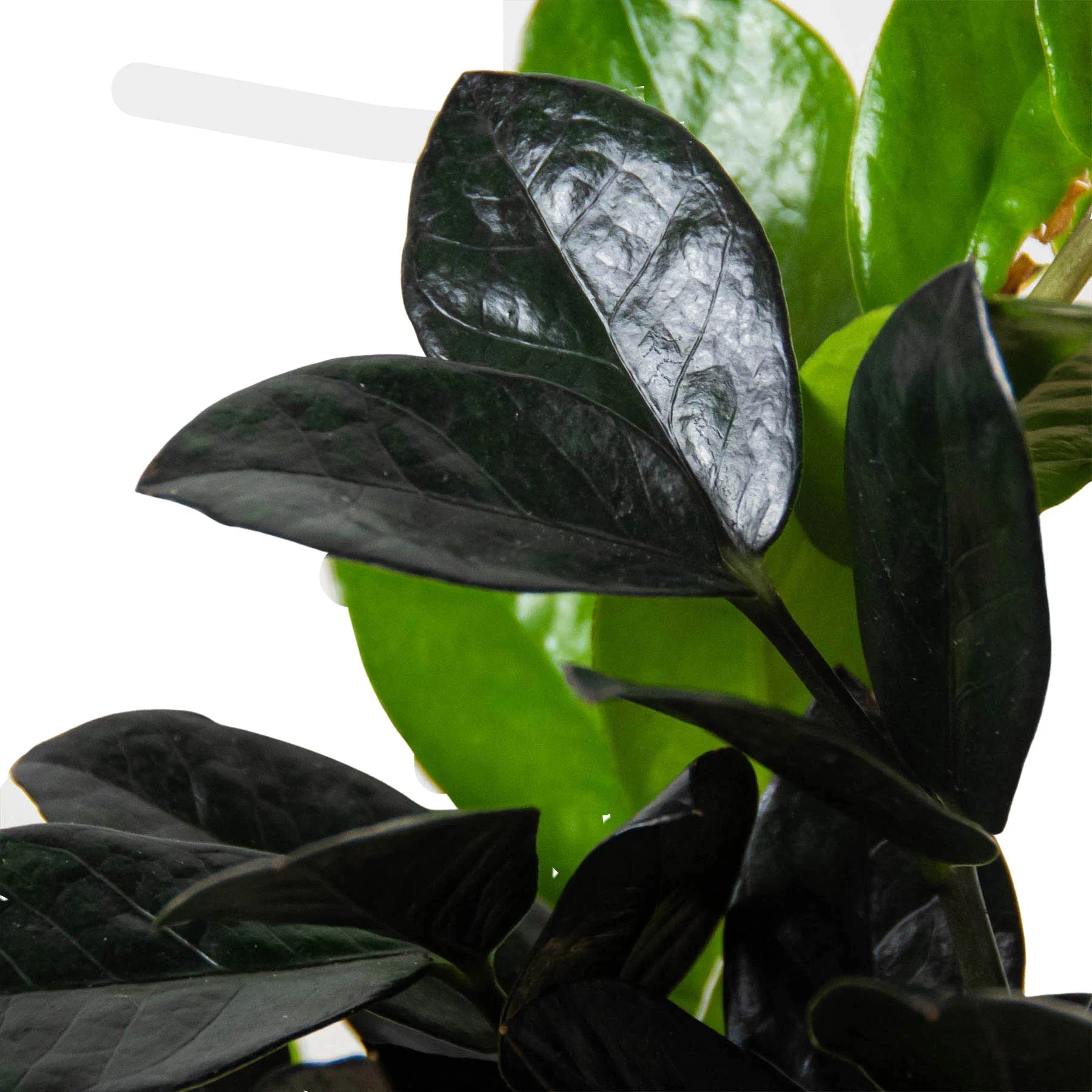 ZZ Zamioculcas 'Black Queen' - Planty Love Co