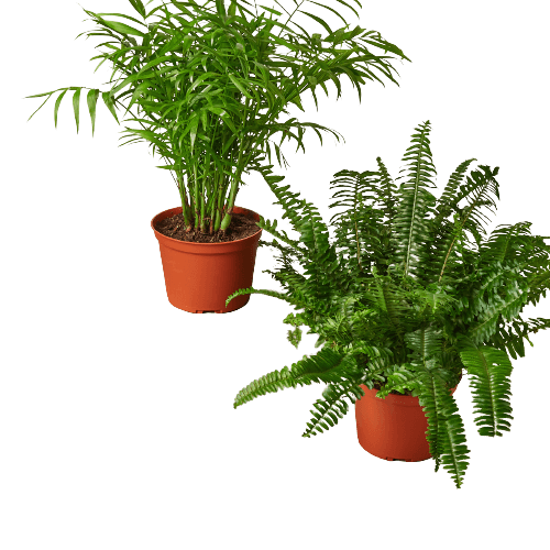 2 - 6" Pet-Friendly Plants Premium Subscription box - Planty Love Co