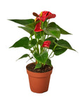 2 Anthurium Variety Pack - 4" Pots - Planty Love Co