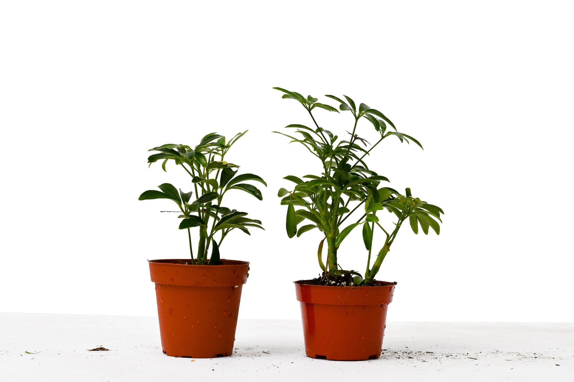 2 Different Schefflera Plants Variety Pack - 4" Pot - Planty Love Co