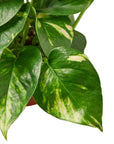 2 Pothos Variety Pack - 4" Pot - Planty Love Co