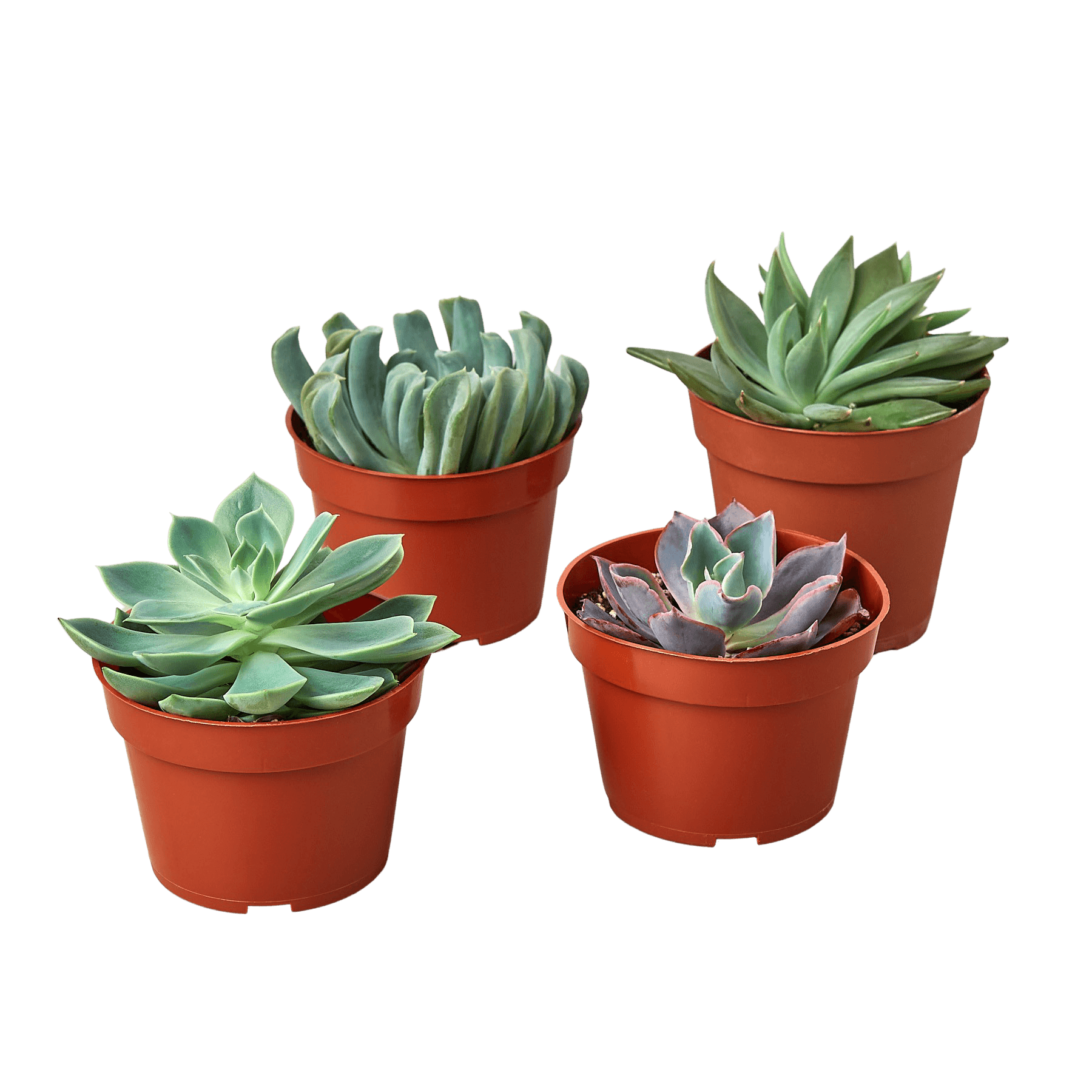 4" Succulent Variety Packs - Planty Love Co
