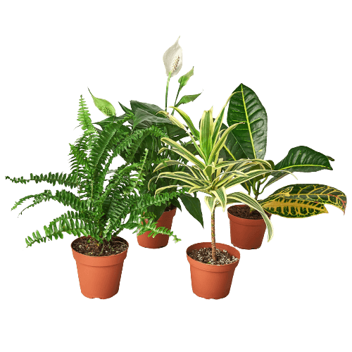 Air Purifying Variety Bundle - Planty Love Co