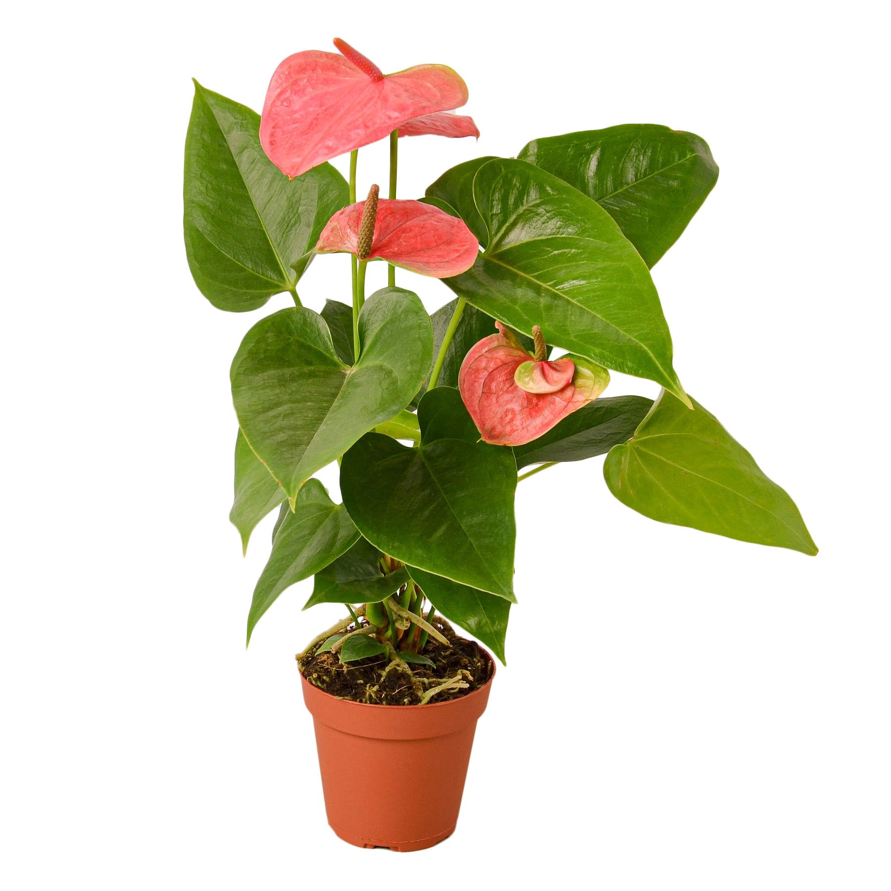 Anthurium 'Pink' - Planty Love Co