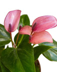 Anthurium 'Purple' - Planty Love Co