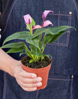 Anthurium 'Purple' - Planty Love Co